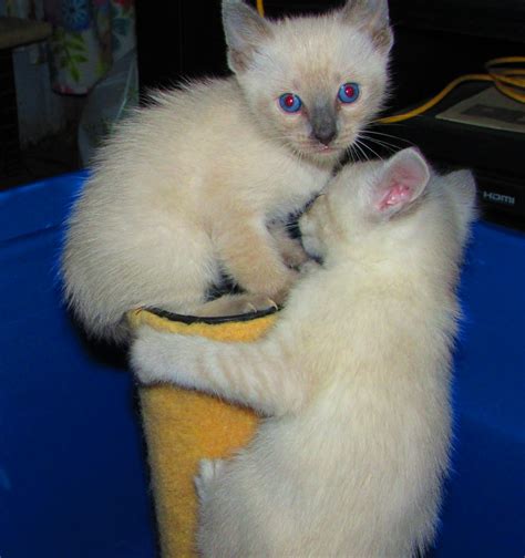 They are vet checked , vaccinated and dewormed. Siamese Cats For Sale | Chicago, IL #186490 | Petzlover