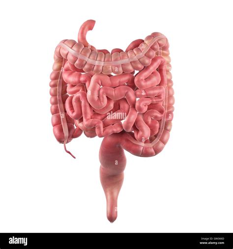Human Intestines Illustration Stock Photo Alamy