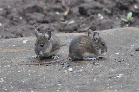 Rambles With A Camera Wood Mice In My Gardennice To See Them