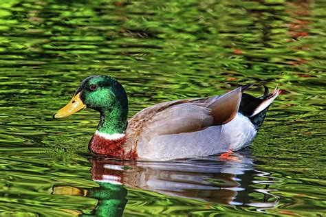 Classic Mallard Drake Photograph By Hh Photography Of Florida