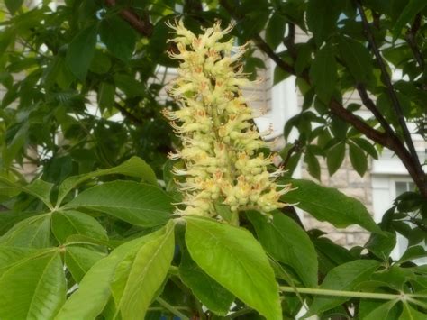 You can make beautiful flowers with bead and sequins. Buckeye tree flower May 2, 2017 | Beautiful flowers, Buckeye tree