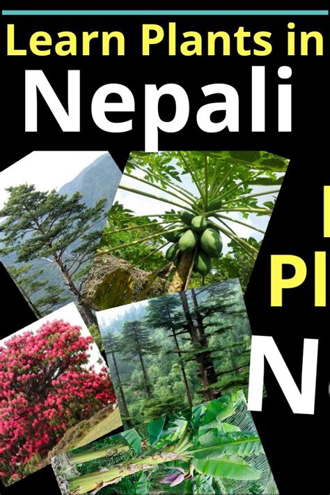 Learn Plants Names In Nepali Language Language Learning Plants