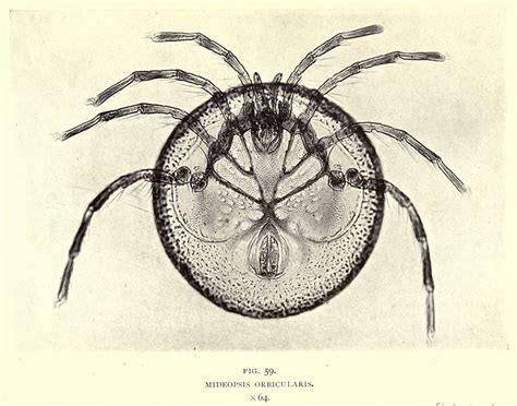 Smith Spider The Public Domain Review Flickr