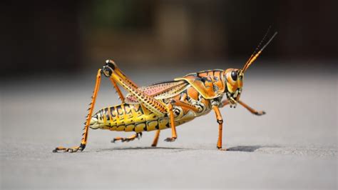 How To Get Rid Of Grasshoppers And Locusts Pest Samurai