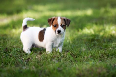 Jack Russell Terrier Steckbrief Charakter Wesen And Haltung