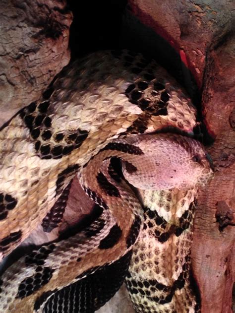 Free picture: timber, rattlesnake, reptile, snake, animal