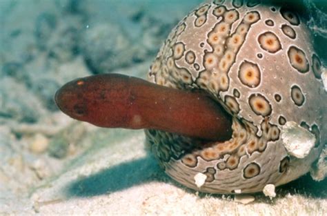 10 Sea Creatures With Amazing Disguises