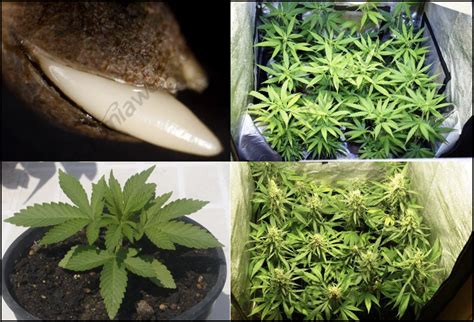 Flowering In Cannabis Plants Alchimia Grow Shop
