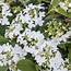 Gardens Alive 12 Oz White Summer Snowflake Viburnum Flowering Shrub In 