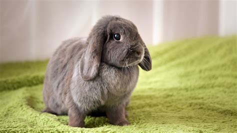 Rabbits are social, and with gentle handling are generally quite tame, playful, and entertaining to watch. 14 Fascinating Facts About Rabbits | Mental Floss