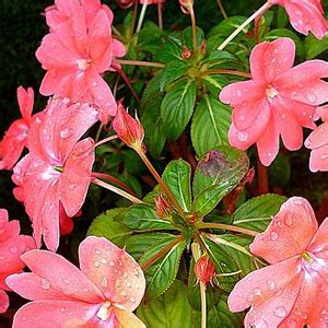 Impatiens seeds & plants made in the shade: New Guinea - Maryland Flower and Foliage Company