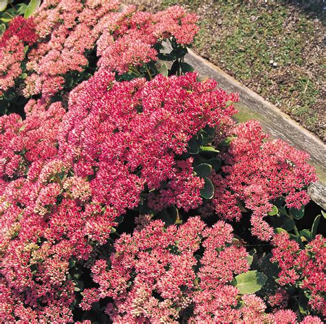 Sedum Autumn Joy Fairweathers Nursery