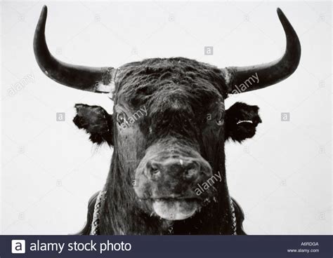 Close Up Of A Stuffed Bull Head And Horns Stock Photo 6649033 Alamy