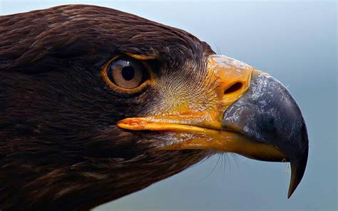 Download the perfect bird of prey pictures. The largest and most powerful birds of prey - Top 10 | DinoAnimals.com