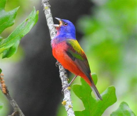 Male Painted Bunting At Turner Falls In Oklahoma Photo By Tom Ross