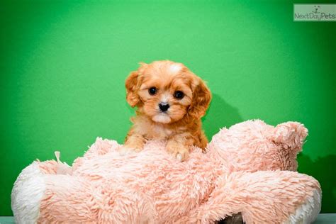 Puppyfinder.com is your source for finding an ideal cavapoo puppy for sale in usa. Cavapoo puppy for sale near Columbus, Ohio | 09feb375-7591