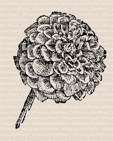 Free Free 247 Zinnia Flower Svg SVG PNG EPS DXF File