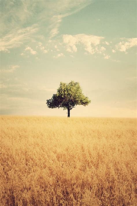 Lone Tree In Field Photography By Adrian Limani Fields