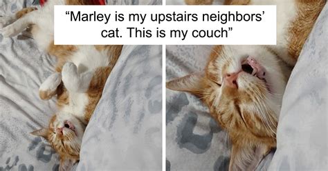 40 Of The Best ‘my House Not My Cat Moments That Left Humans Totally
