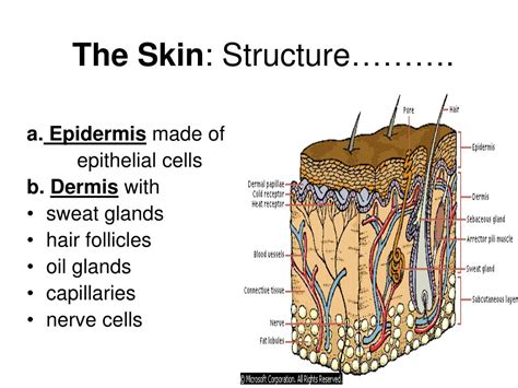 Ppt The Skin Structure Powerpoint Presentation Free Download