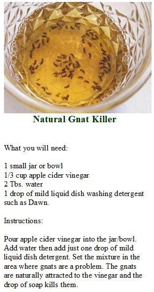 How to remove ants from the house fast and naturally? NATURAL GNAT KILLER Apple cider vinegar + water + dish ...
