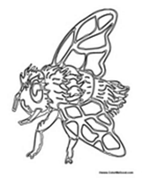 Fly Coloring Pages