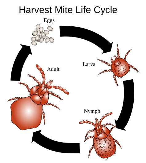 This video will show you what harvest mites are and look like, where your dog will be affected and how to treat them.read our blog post for more information. harvest mite life cycle (With images) | Dog ear mites ...