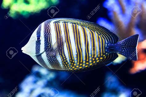 Sailfin Tang Zebrasoma Desjardini Fish Pet Fish Angel Fish