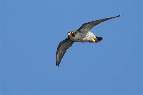 What is the top speed of a peregrine falcon? Teach Besides Me: Peregrine Falcon How Fast Can It Fly