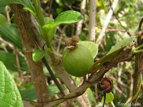 22 Different Guava Tree Varieties Progardentips