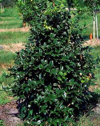 Traditional evergreen holly that's great for a privacy the american holly is easy to identify. Pin by Stacey Duos on The Outdoors | Pinterest | Holly ...