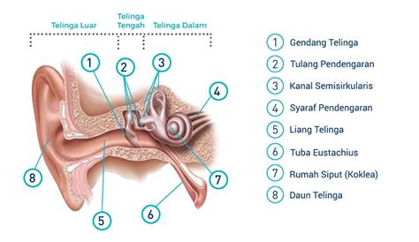 Kenali Anatomi Bagian Bagian Telinga Sekaligus Fungsinya Imagesee Hot