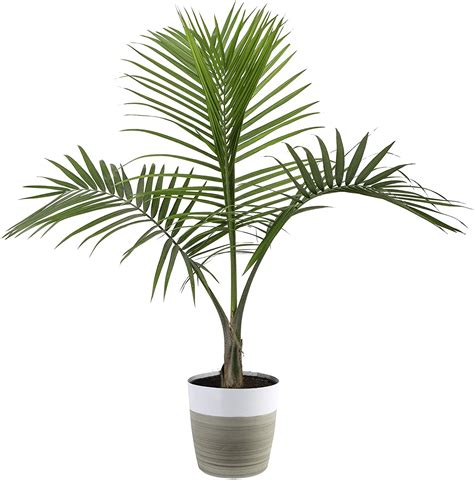 Majesty Palm Plant