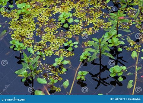 Swamp Landscape Aquatic Vegetation Swamp In Louisiana Usa Stock