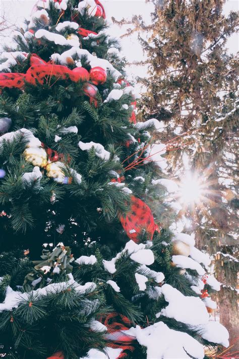 Christmas Tree With Snow Photo Free Image On Unsplash