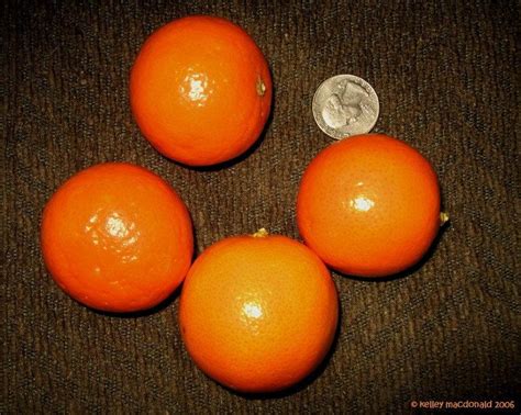 Plantfiles Pictures Citrus Mandarin Orange Satsuma Tangerine Page