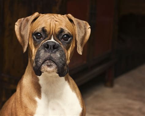 Life Span Of Boxer Dogs Cuteness Boxer Dogs Boxer Dog Breed Boxer
