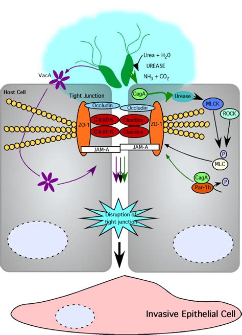 Dysregulation Of The Tight Junction By H Pylori H Pylori
