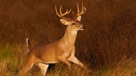 Hunters Preparing For White Tailed Deer Season In Texas