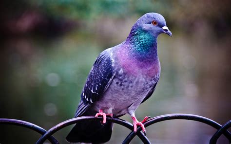 90 Pigeon Hd Wallpapers Background Images Wallpaper Abyss