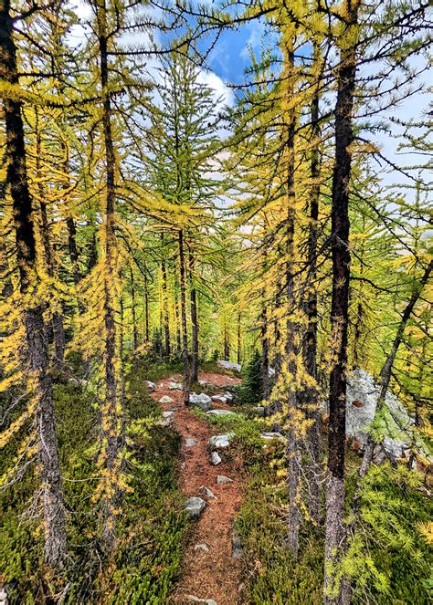 The Trail Through The Larch Trees The Larch Trees Were In Flickr