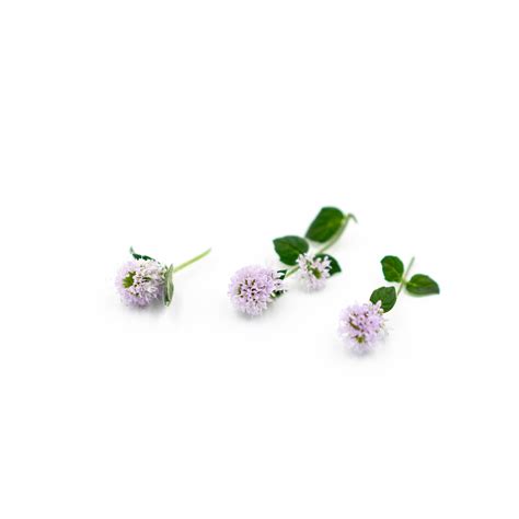 Our top bush pruning tips. Mint (Pink Candypops) Flower - Fresh & Local in NYC | Farm.One