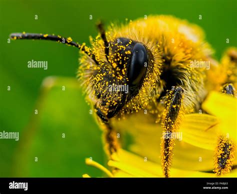 A Bee Covered In Pollen Stock Photo Alamy