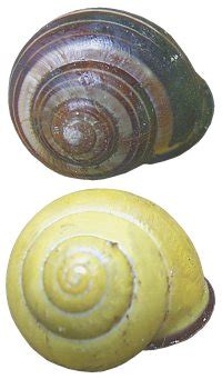 Cepaea nemoralis belongs to the class gastropoda, to the subclass pulmonata, to the well cepaea nemoralis is found in quite different habitats, natural as well as anthropized, such as gardens, fields. Cepaea nemoralis / Species