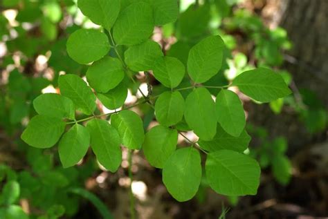 Texas White Ash Fraxinus Texensis Plant Leaves Plants Nature