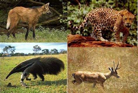 Animais Em Extinção Minas Gerais