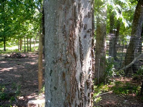 The leaves and yellowish flower clusters grow on slender zigzag branches. Memphis Trees: A trip to the farm