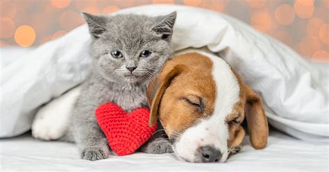 Celebrate Valentines Day With Your Pet Diamond Pet Foods