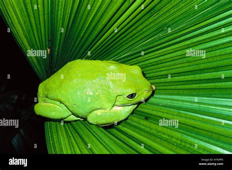 Mexican Giant Tree Frog Pachymedusa Dacnicolor Camouflaged On Leaf