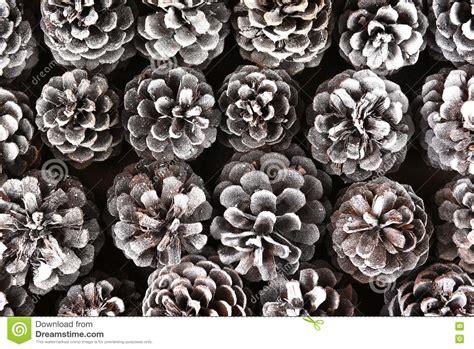 Snow Covered Pine Cones Stock Photo Image Of Texture 74943630